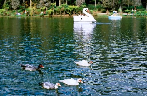 Lago Negro — foto 4