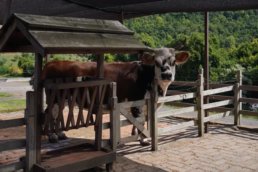 Fazendinha – Olivas de Gramado