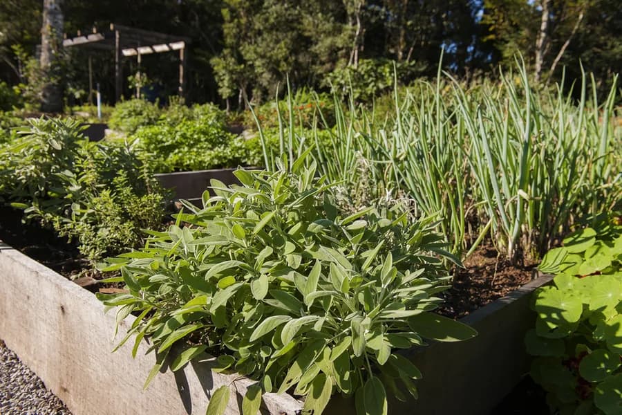Horta Orgânica – Olivas de Gramado