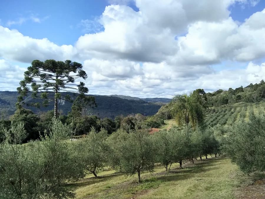 Olivais – Olivas de Gramado