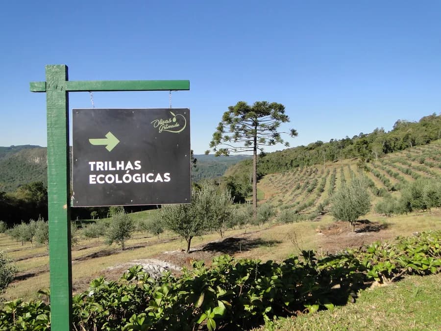 Trilhas Ecológicas – Olivas de Gramado